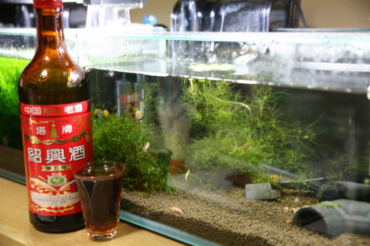老酒ホット
