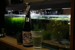 天使の誘惑