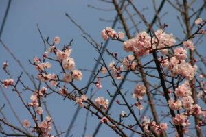 梅の花