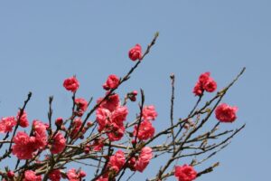 なんて花？