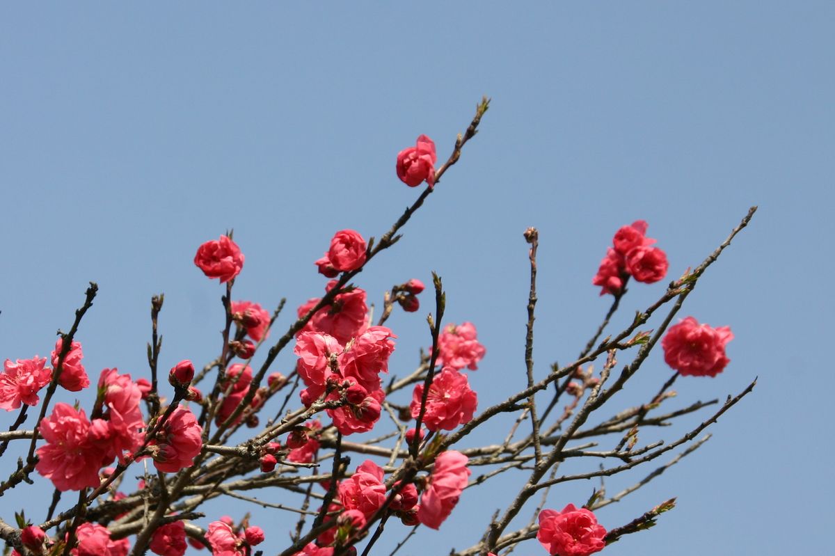 なんて花？