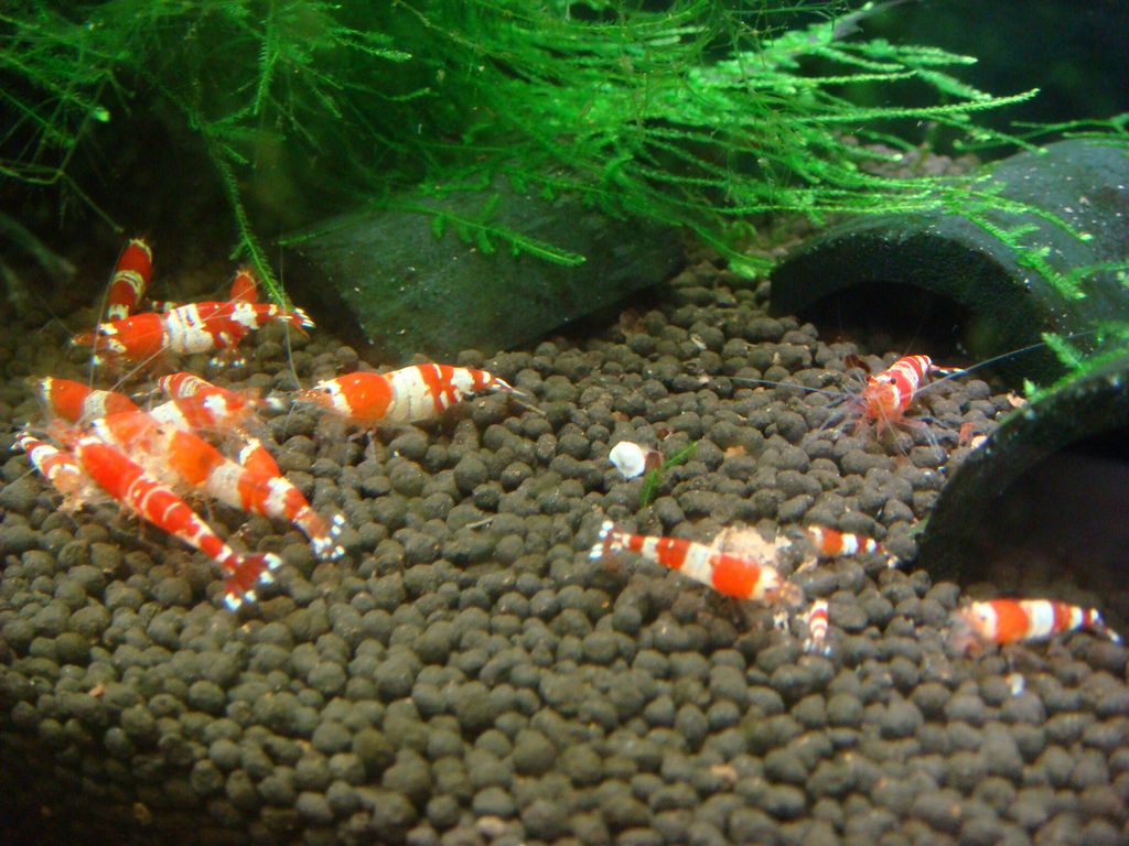 おひさのアクアリウム