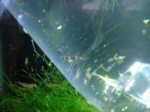 クラウンキリー