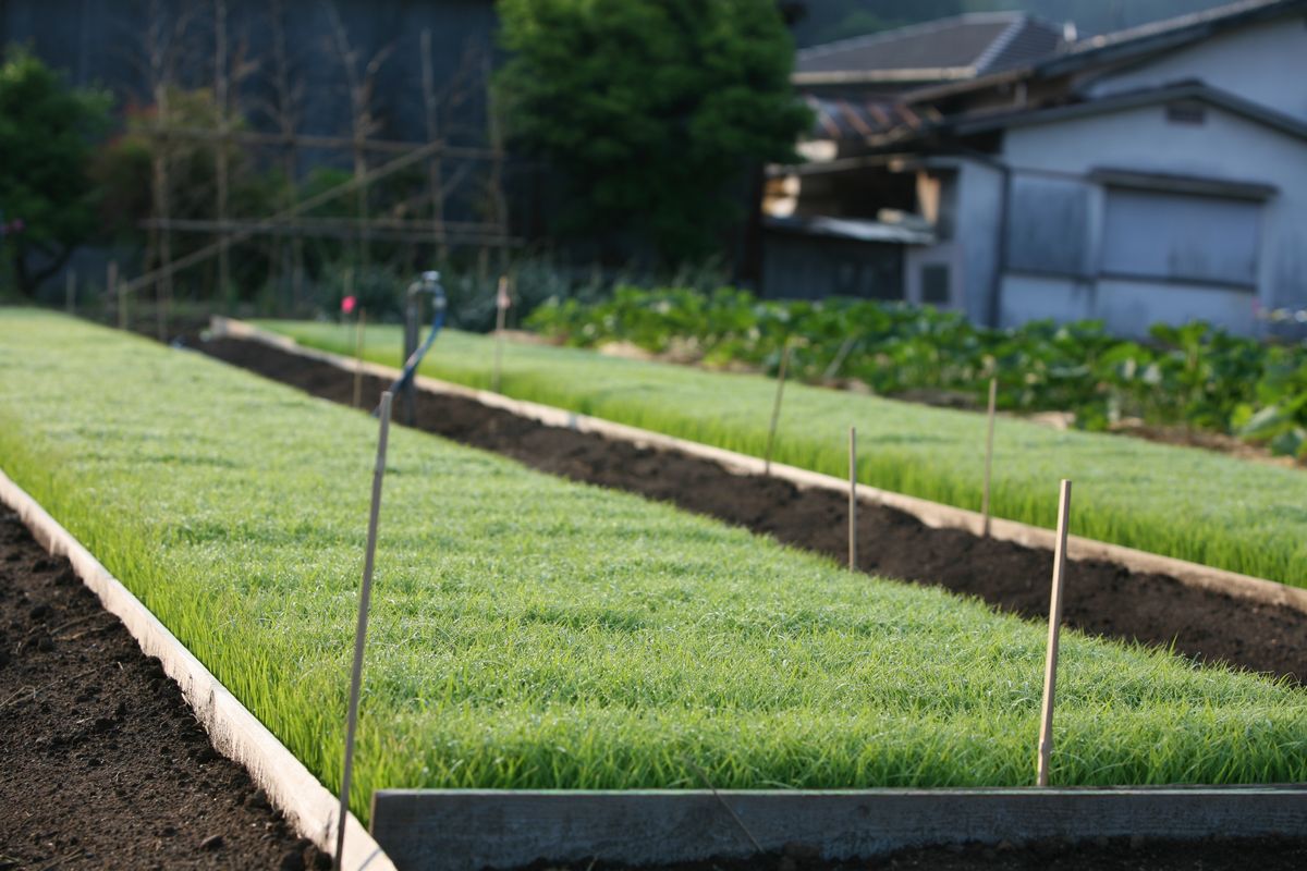今日は田植え