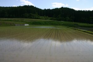 田植え手伝い完了