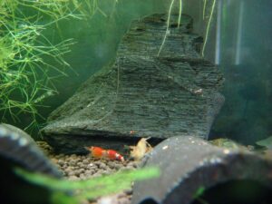 まだチビチビ