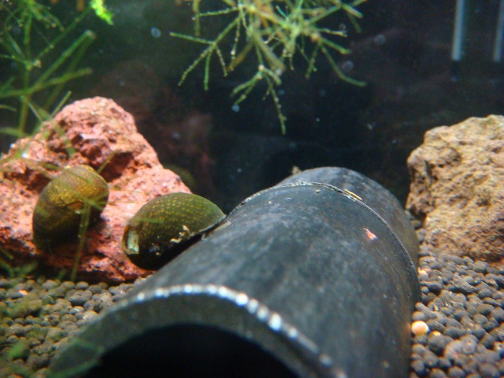 生まれたぁ