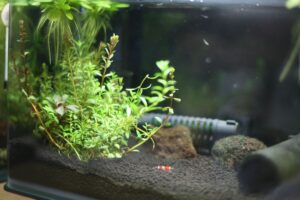 侘び草