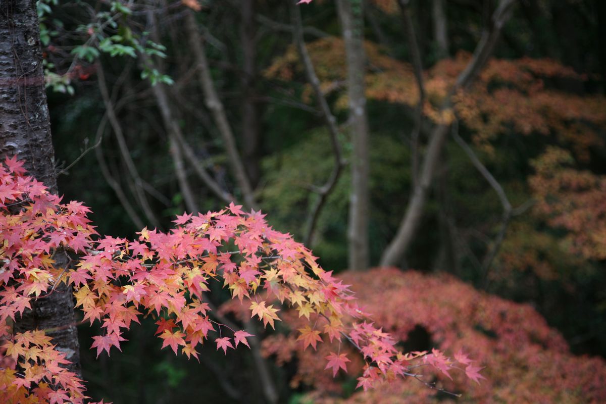 紅葉狩り