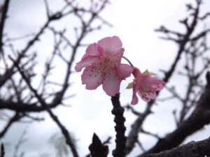サクラサク