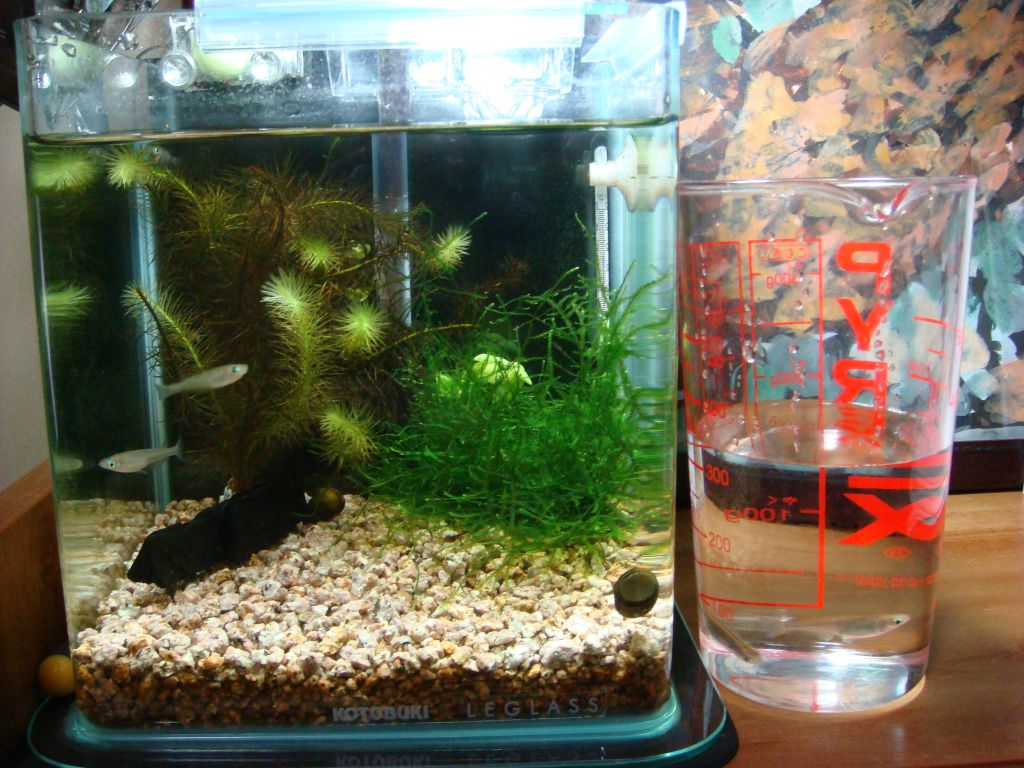 メダカが病気