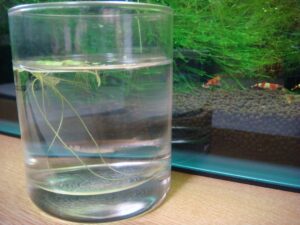 メダカ入院
