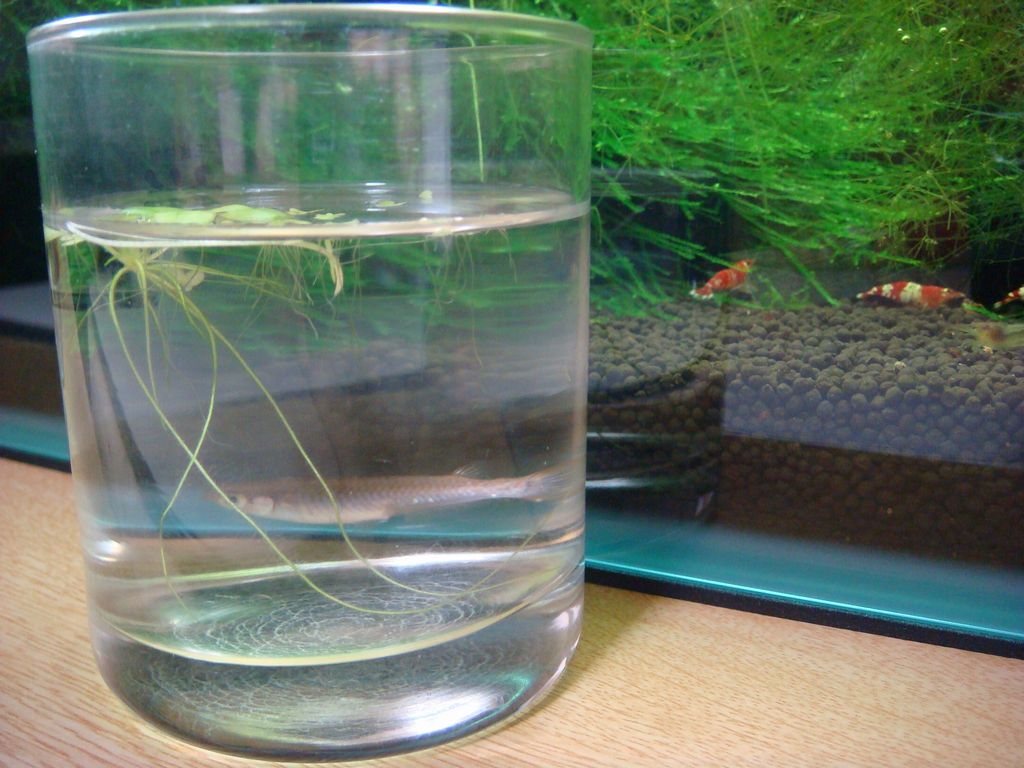 メダカ入院