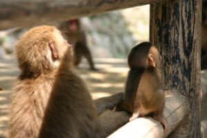 高崎山自然動物園