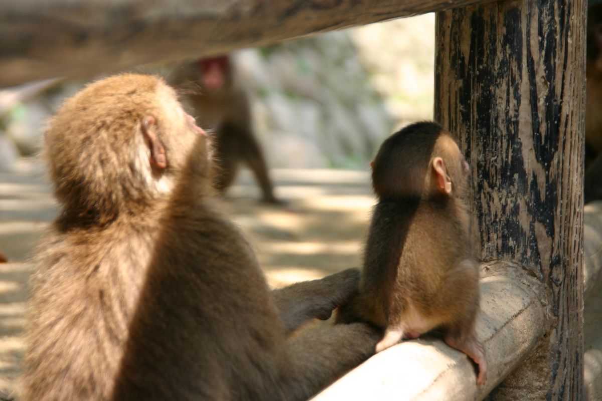 高崎山自然動物園