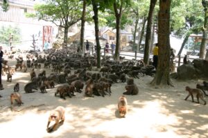 高崎山自然動物園