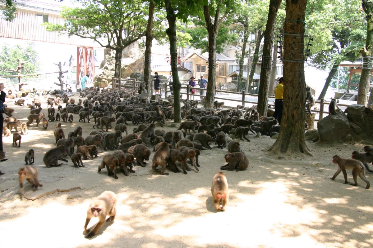 高崎山自然動物園